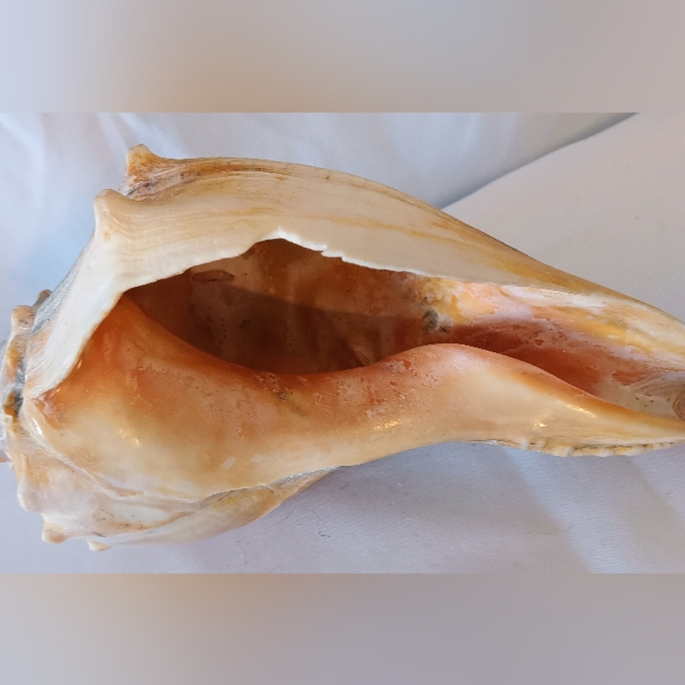 12𝘰𝘻.𝘝𝘵𝘨.𝘍𝘭𝘢.𝘒𝘦𝘺𝘴 𝘍𝘰𝘶𝘯𝘥 𝘞𝘩𝘦𝘭𝘬 𝘊𝘰𝘯𝘤𝘩 𝘚𝘩𝘦𝘭𝘭 - Picture 6 of 9